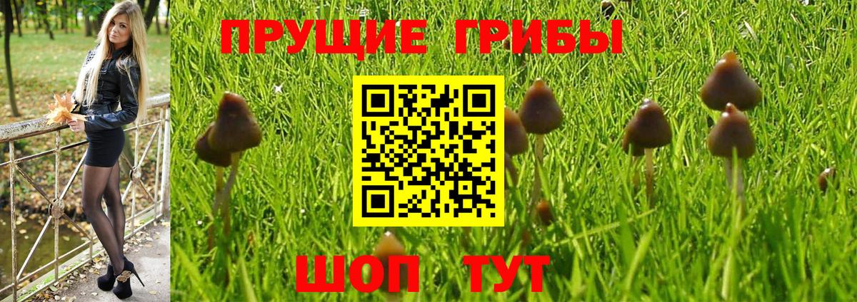 Гагарин  закладка  Вход с VPN  Галлюциногенные грибы мухоморы  Псилоцибиновые грибы Psilocybe 